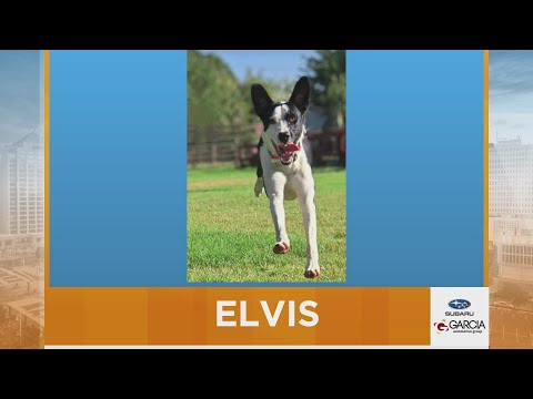 New Mexico Living Pet Pics October 17, 2025 – YouTube