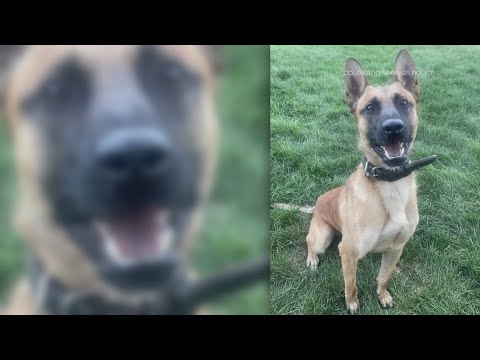 than $68000 donated for K9 Roam, police dog who had leg amputated after stabbing, CSPD says