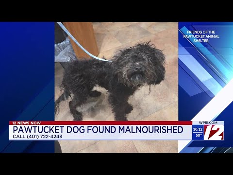 Pawtucket shelter seeks owner of dog found wandering streets – YouTube