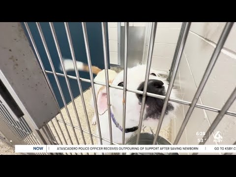 Pets of the Week Pineapple and Goofy are celebrating spooky season – YouTube