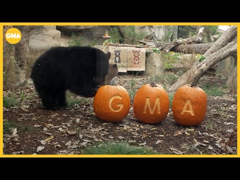 'GMA' visits the Cincinnati Zoo – YouTube