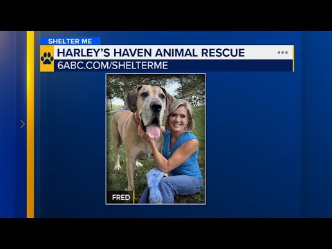 Shelter Me: Meet gentle giant, Frederick Lamar! – YouTube