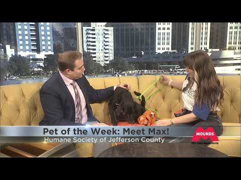 Pet of the Week: Meet Max! – YouTube