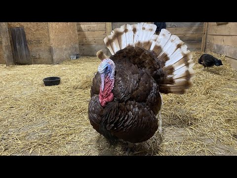 Turkeys are the guests of honor at Indraloka's 'ThanksLiving' event – YouTube