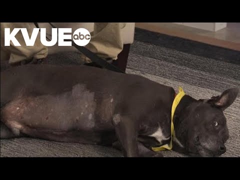 Meet Lambert, a dog available to adopt from Austin Pets Alive! | Pet of the Week – YouTube