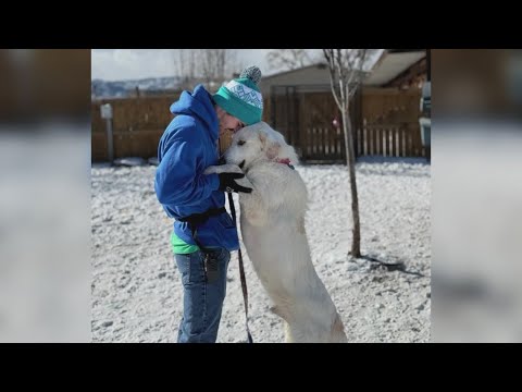 Help stuff a truck for abandoned and mistreated animals in Colorado – YouTube
