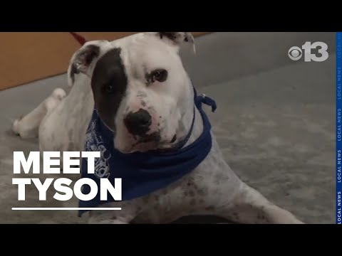 Fur-ever Friend: Tyson is looking for a home – YouTube