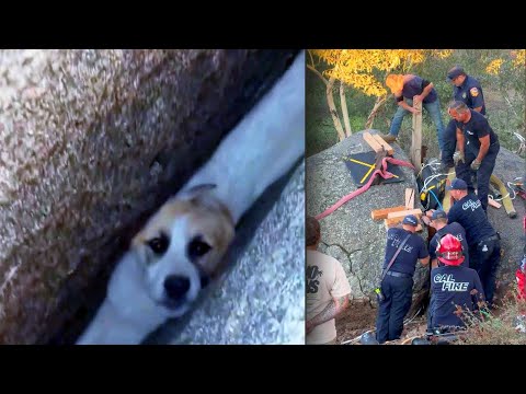 Puppy Rescued From Between Two Boulders – YouTube