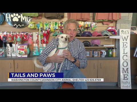 These pets are looking for a forever home – YouTube