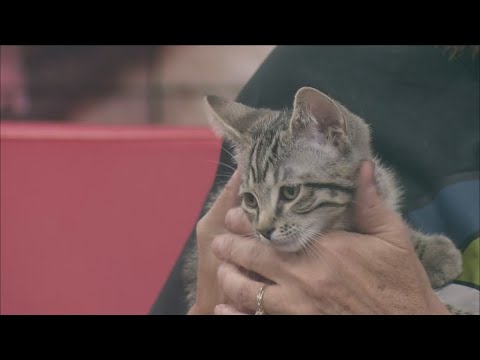 Pet of the Week – YouTube