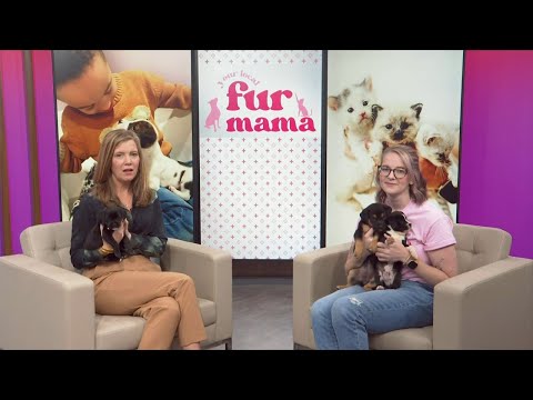 3 Plus Your Pets- Your Local Fur Mama – YouTube