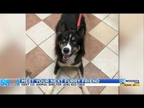 KCAS Pets of the Week: Bear and Cassie – YouTube