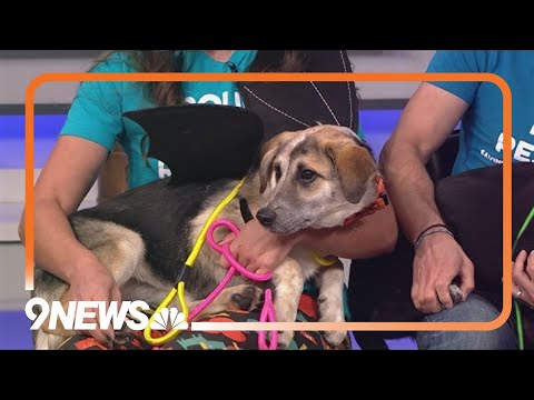 Petline 9: Meet Weather Vane, Alta 2 and Fuzzy Slippers – YouTube