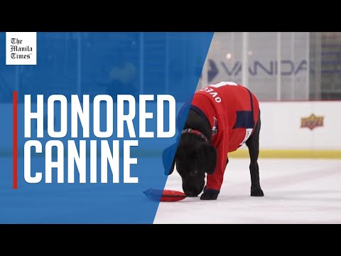 Future service dog 'Ovi' meets NHL legend namesake – YouTube