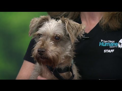 Pet of the week: Lulu, a miniature Schnauzer mix | NBC 7 San Diego – YouTube