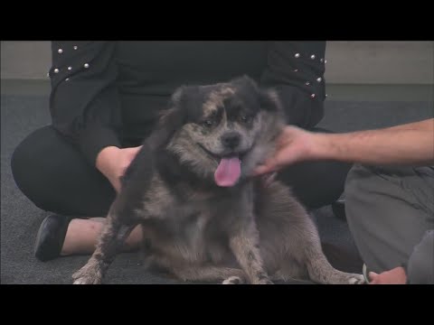 Pet of the Week: Tahoe – YouTube