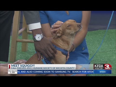 Meet Squiggy with the Humane Society of Wichita County – YouTube