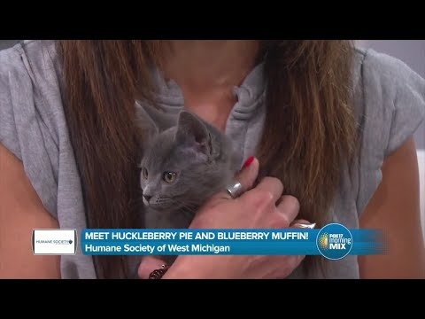 Friday's Friend: Kitties – YouTube
