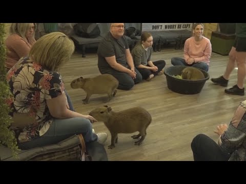 Florida business offering close encounters with exotic, but friendly, wildlife – YouTube