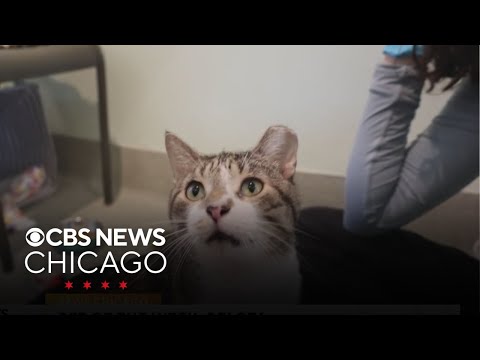 Meet the PAWS pet of the week, Pelota – YouTube