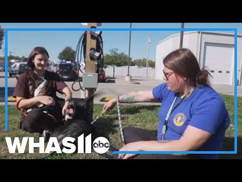 Neglected dogs rescued in Louisville, more need loving homes – YouTube