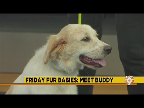 Friday Fur Babies: Meet Buddy – YouTube