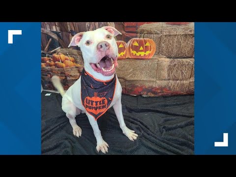 Pets of the Week: 10-25-2025 – YouTube
