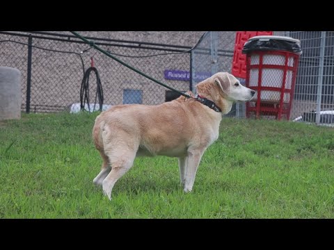 Tailwaggers: Meet Alba – YouTube