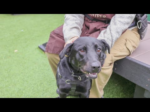 PAWS Chicago Pet of the Week: Rica – YouTube