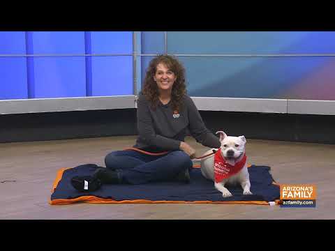 Pets on Parade (Full Episode) October 25, 2025 – YouTube