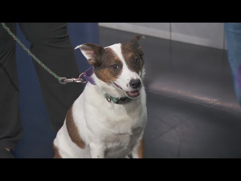 Adopt-A-Pet: Mutts of the Midway – YouTube