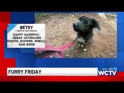 Furry Friday: Meet Betsy – YouTube