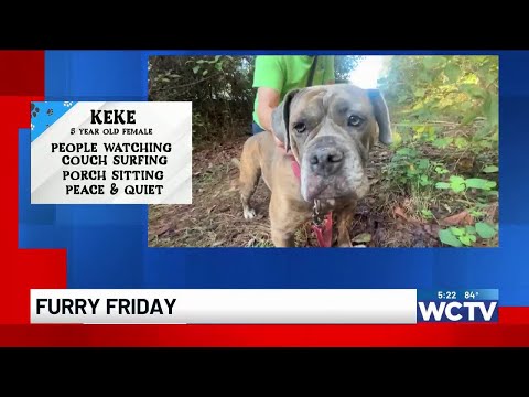 Furry Friday: Meet Keke – YouTube