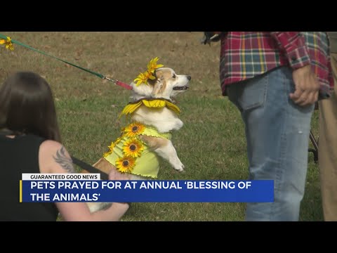Kingsport pets prayed for at annual 'Blessing of the Animals' – YouTube