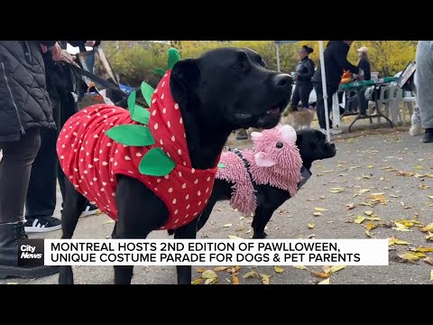 Montreal hosts second edition of the dog Pawlloween Pawrade – YouTube