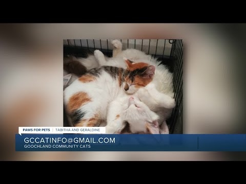Paws for Pets: Tabitha and Geraldine, enjoy the company of other cats and dogs! – YouTube