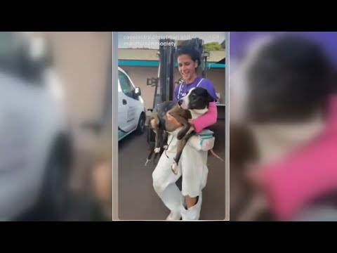 Sunny and Cloudy adopted from Maui Humane Society as shelter faces overcapacity