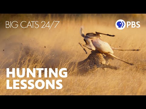 Cheetah Cubs' First Hunting Lesson | Big Cats 24/7 – YouTube