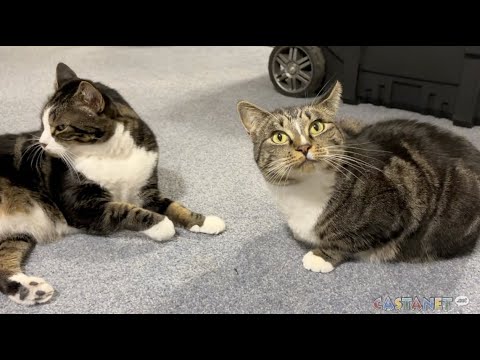 Bonded cats give double the love – YouTube