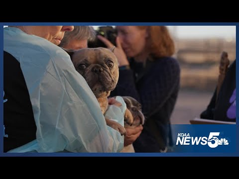 The National Mill Dog Rescue receives 52 dogs from out of state – YouTube