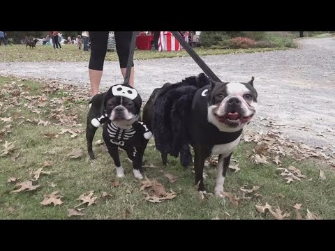 Dog lovers come together to celebrate spooky season – YouTube