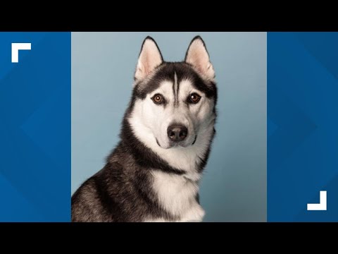 Pets of the Week: 10-4-2025 – YouTube