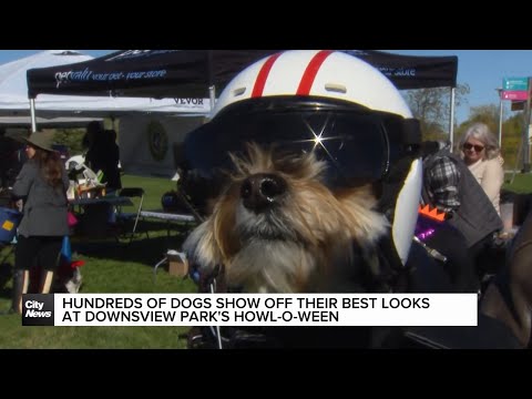 Hundreds of dogs show off their best looks at Downsview Park's Howl-O-Ween – YouTube