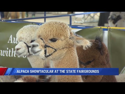 Spect-alpaca-lar alpacas show off at the Fairgrounds – YouTube