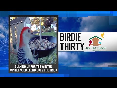 "Red-Bellied Woodpecker going nuts over seed blend" – EWN at 5:30am on 10-26-2025 – YouTube