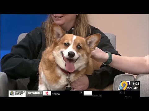 WATCH: Meet Loki from the Cedar Valley Humane Society – YouTube