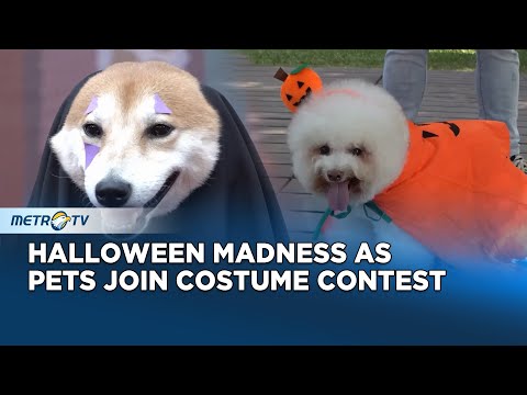 Pets Parade in Spooky Costumes for Halloween Contest in Chiayi – YouTube
