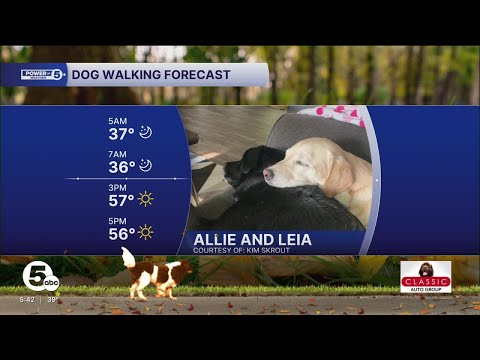 Frosty dog walking forecast for October 27 – YouTube
