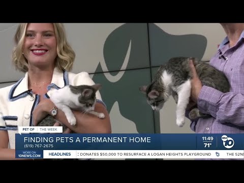 10News Pets of the Week: Emily and Sally – YouTube