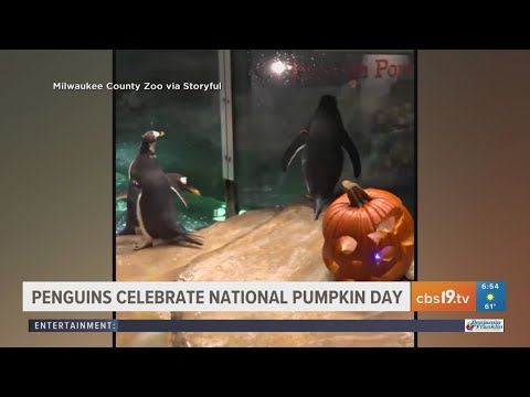 Penguins celebrate National Pumpkin Day – YouTube